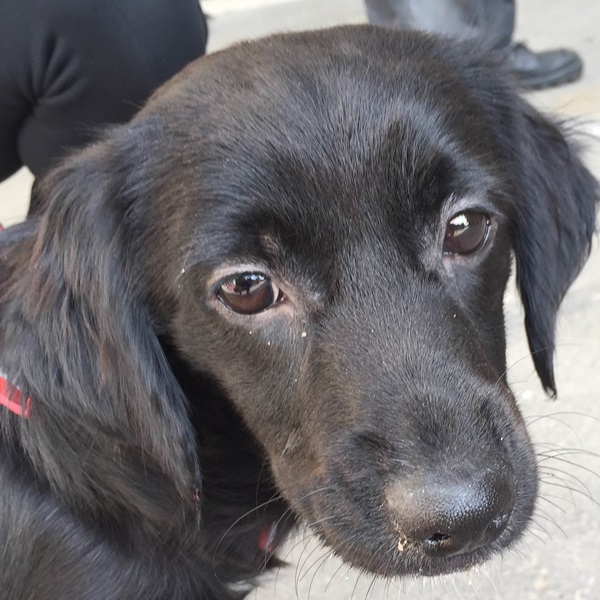 Böbe kutya örökbefogadás