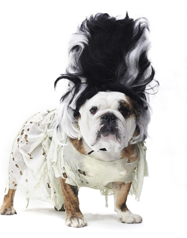 halloween kutya jelmez