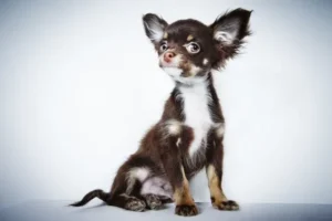 kutya örökbefogadás