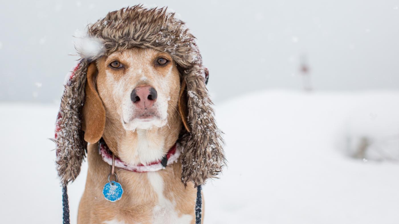 hideg időjárás kutya tippek