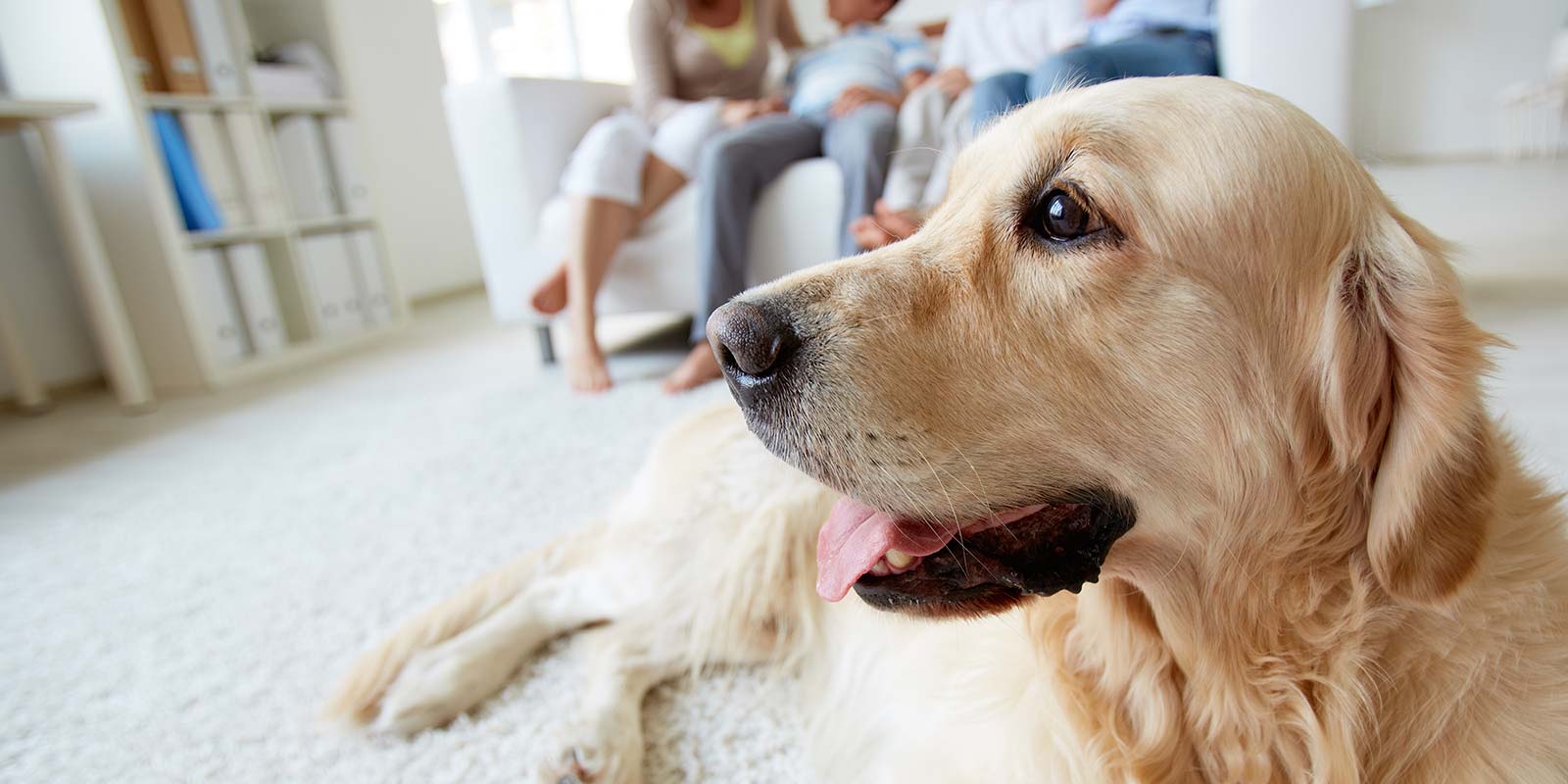 kutya otthon családdal