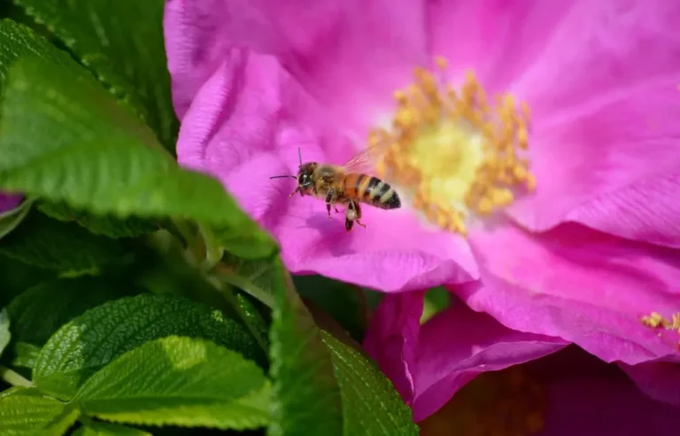 méhcsípés kutyánál, mit tegyünk? elsősegély