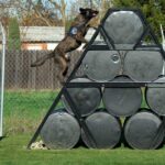 K9 kutya kiképzés, kutyafajták