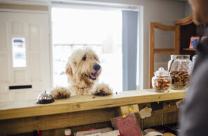 Utazás kutyával, kutyás szállás