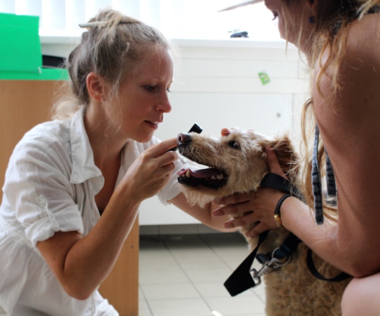 öreg kutya - családi kutya program