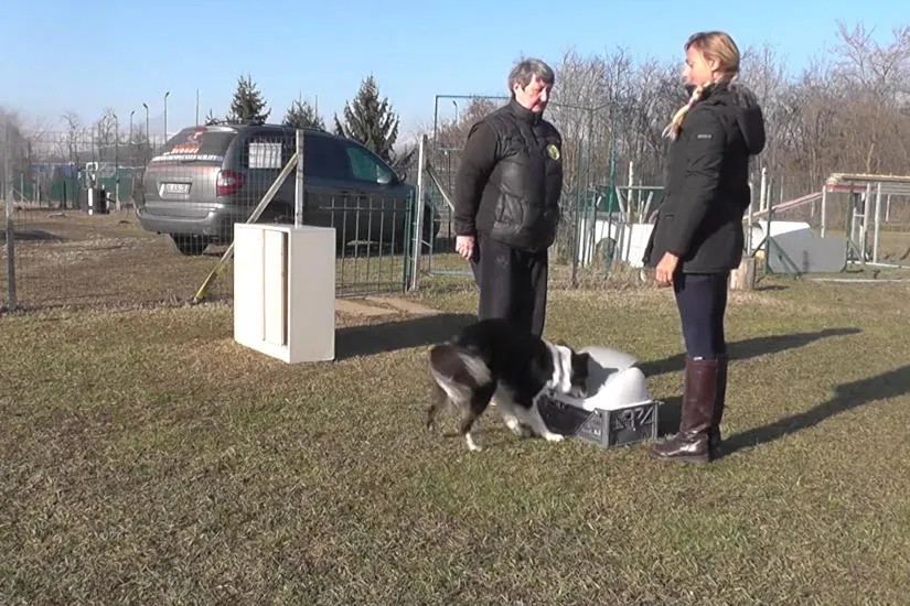 Kutya viselkedés kutatás - Családi Kutya Program