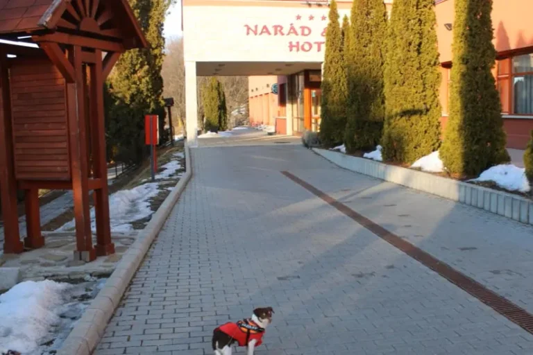 Kutyabarát hotel Mátra - Hotel Narád & Park**** szálloda Mátraszentimre