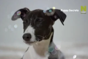 A kiskutyák titkai tévé sorozat a Viasaton