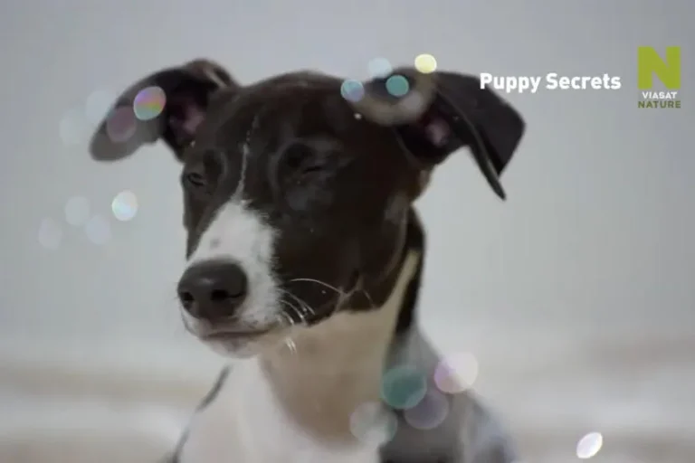 A kiskutyák titkai tévé sorozat a Viasaton