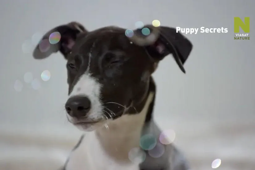 A kiskutyák titkai tévé sorozat a Viasaton