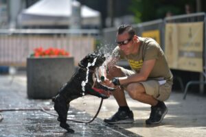 kutya örökbefogadás
