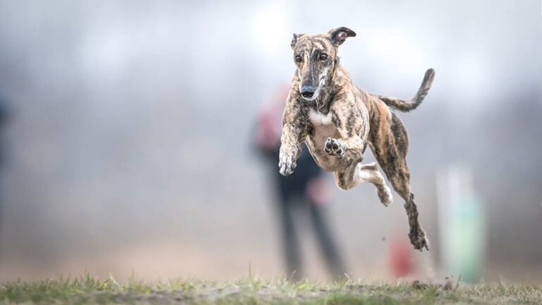 Galgo mentés - Lola