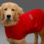 Segíts kutyusodnak legyőzni a vihar miatti félelmét