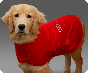 Segíts kutyusodnak legyőzni a vihar miatti félelmét