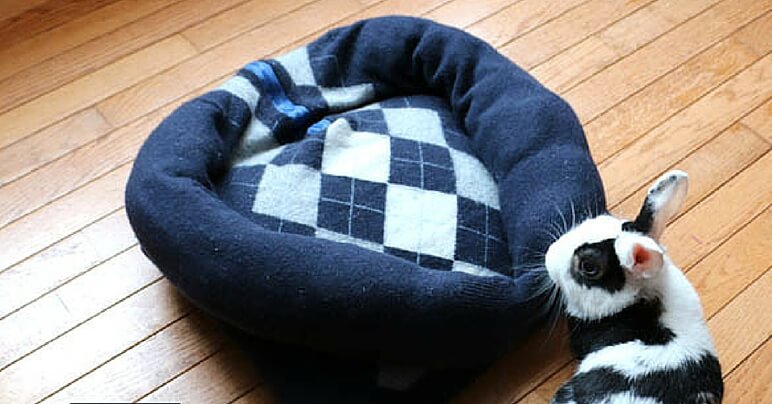 5 szuper dolog, amit otthon is elkészíthetsz kutyusodnak