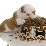 10 étel, amit adhatunk kutyusunknak