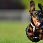 Hogyan sétáljunk kutyánkkal póráz nélkül?