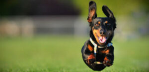 Hogyan sétáljunk kutyánkkal póráz nélkül?