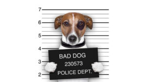 Rossz kutya nevelési tippek - kutyasarok magazin