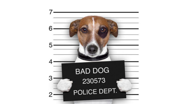 Rossz kutya nevelési tippek - kutyasarok magazin