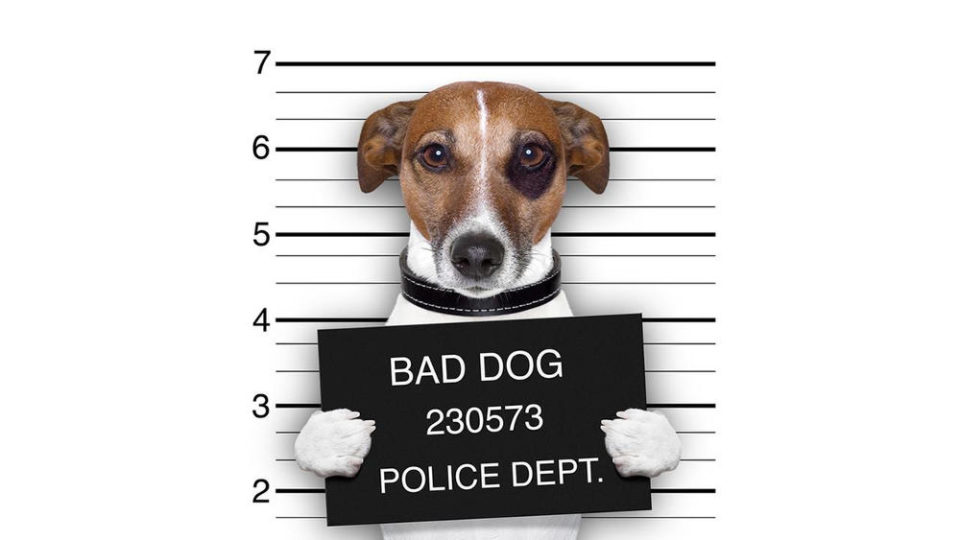 Rossz kutya nevelési tippek - kutyasarok magazin