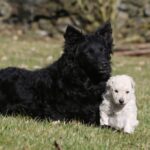 magyar kutyafajták - kutyasarok magazin