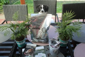 Premium Natural száraz és nedves kutyaeledel