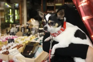 kutya nyakörv kis- és közepes termetű kutyáknak