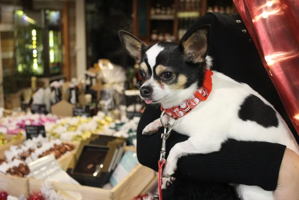 kutya nyakörv kis- és közepes termetű kutyáknak