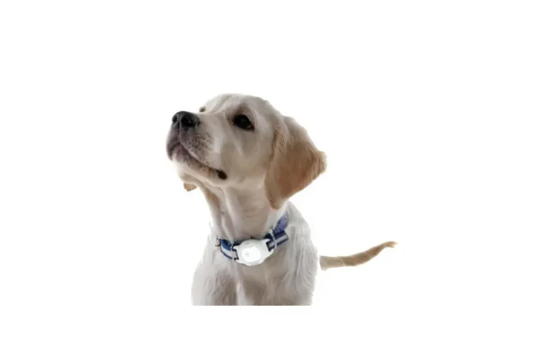 kutya níomkövető, vodafone - egészség