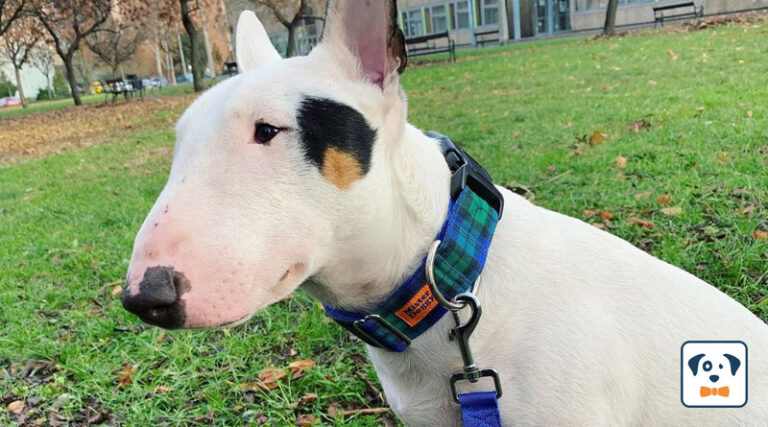 kutya nyakörv, bullterrier