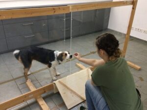 kutya tevékenység kutatás