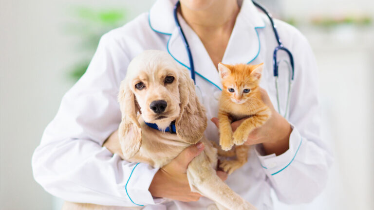 állatorvos kutya ápolás gyógyítás