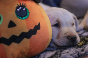 Halloween kutyákkal