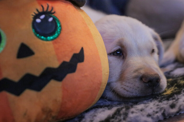 Halloween kutyákkal