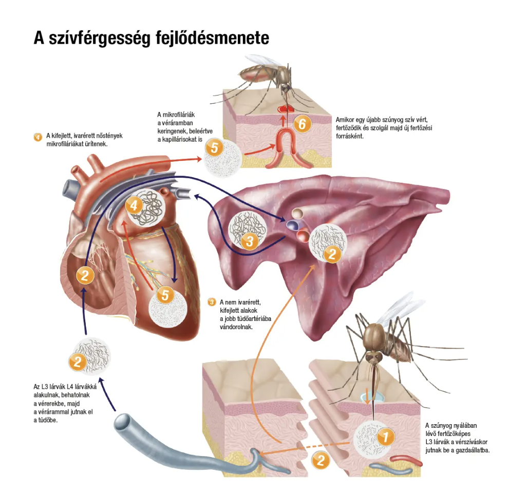 Kutya szívférgesség fejlődésmenete