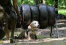 Mud Dog Race – Élménybeszámoló