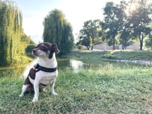 Kutyabarát szálláshely, Gyula