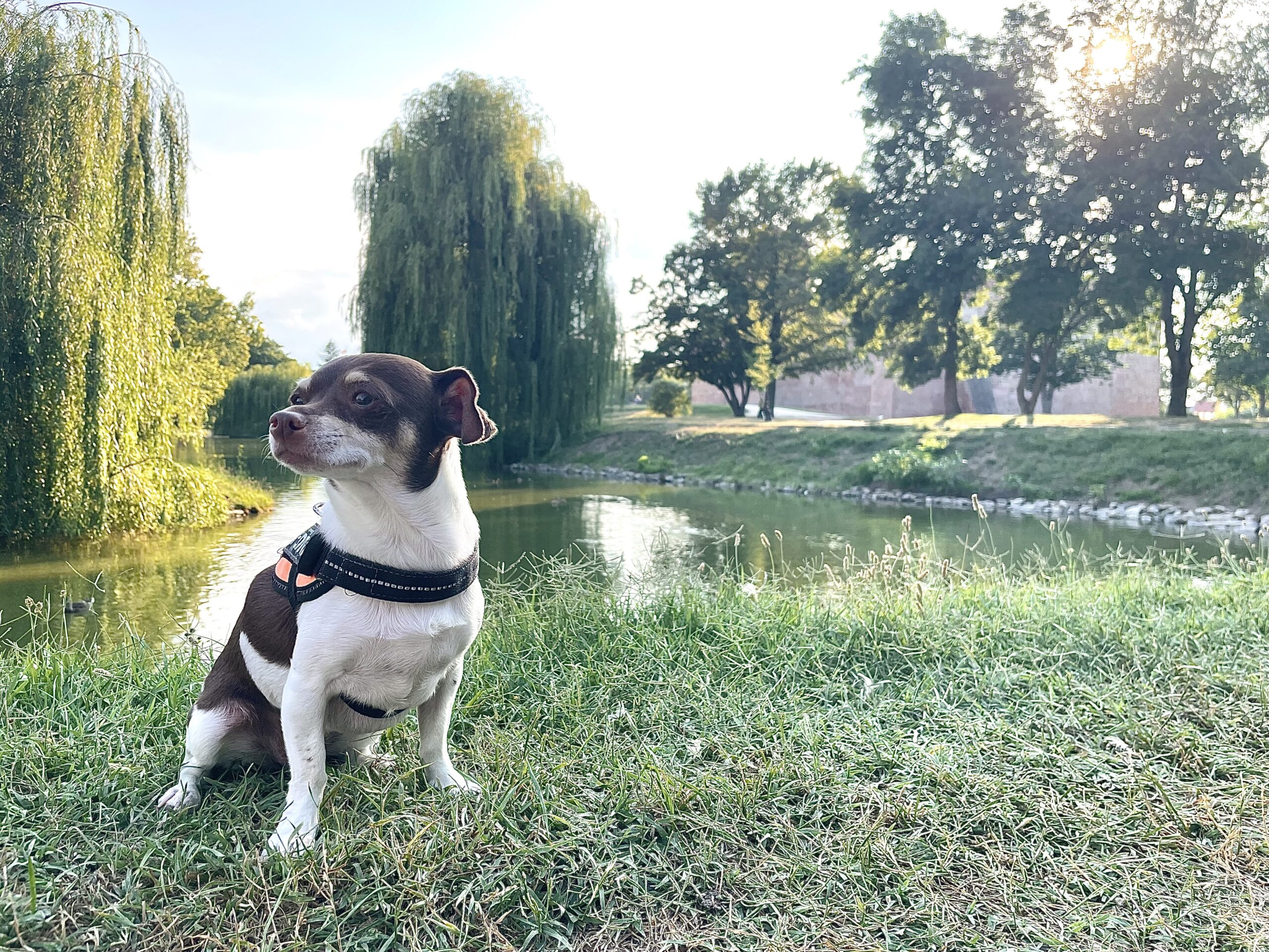 Kutyabarát szálláshely, Gyula