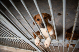 menhely, kuyta örökbefogadás