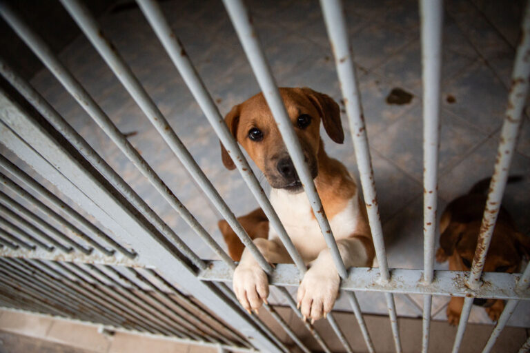 menhely, kuyta örökbefogadás