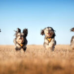 Kevés az időd? 4 tipp, hogy formában maradjon kutyusod