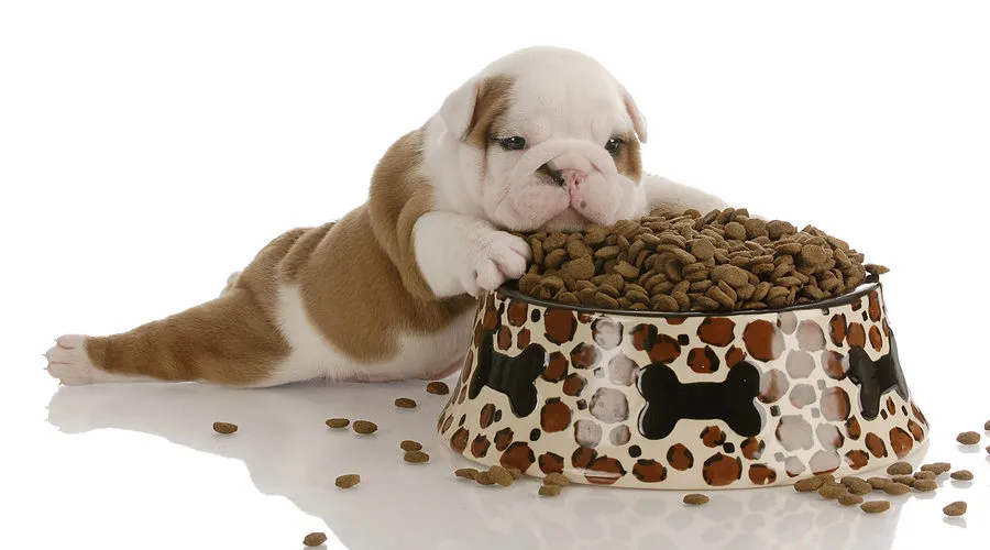 Kölyökkutya, étkezés - Kutyasarok
