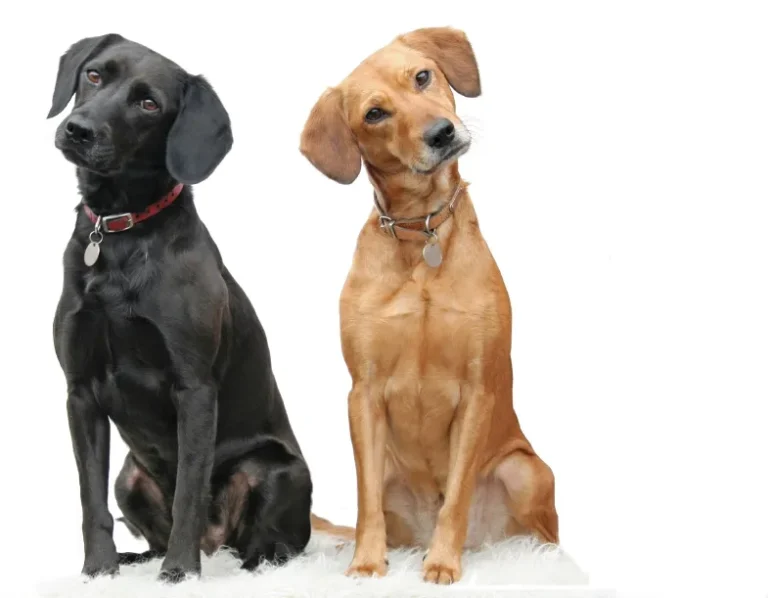 Kutyanavelés, kutya képzés, oktatás, kiképzés