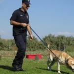 K9 kutyafajták, rendőr kutya kiképzés
