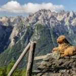 Utazás kutyával növekvő turisztikai potenciál