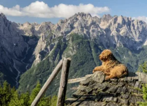 Utazás kutyával növekvő turisztikai potenciál