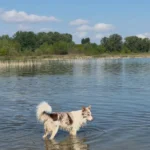 Nyári meleg, hőguta kutyáknál, kutya strand, fürdés