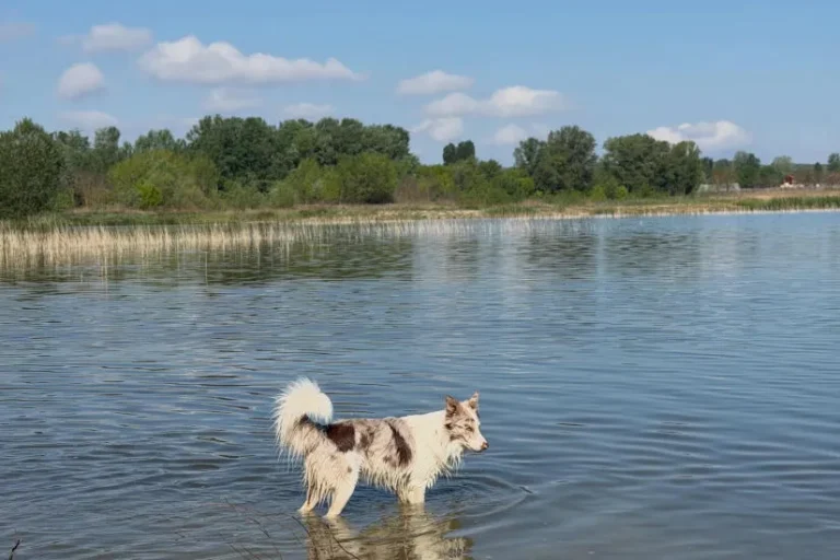 Nyári meleg, hőguta kutyáknál, kutya strand, fürdés